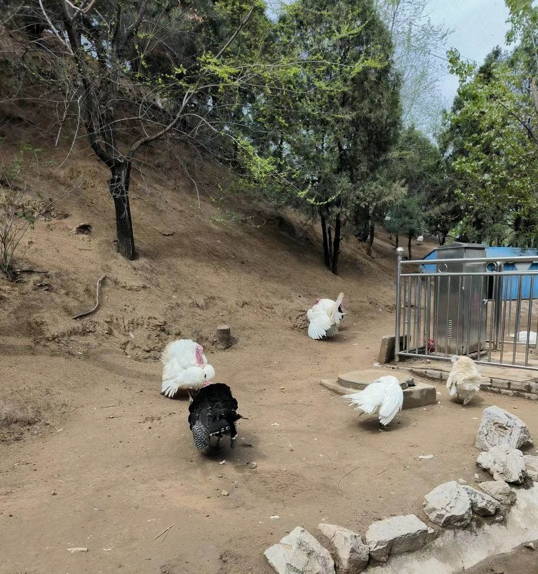 峄山国家森林公园旅行图片 2