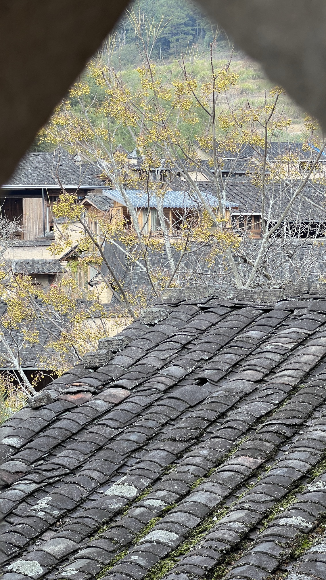 龙潭村旅行图片 2