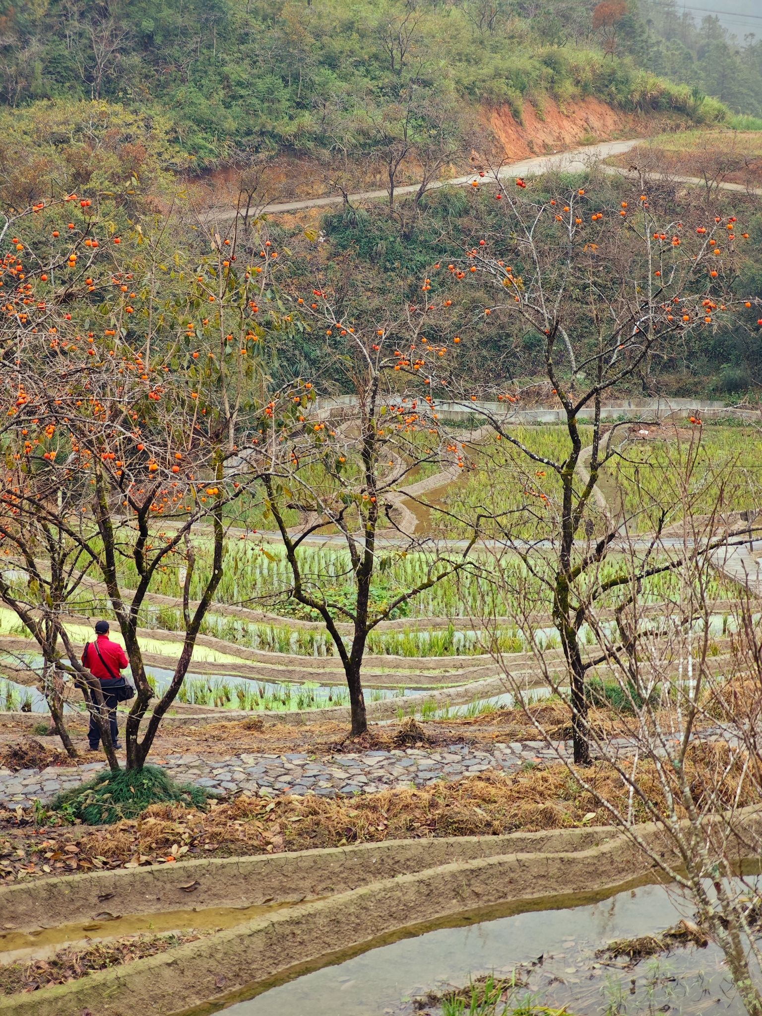 龙潭村旅行图片 1
