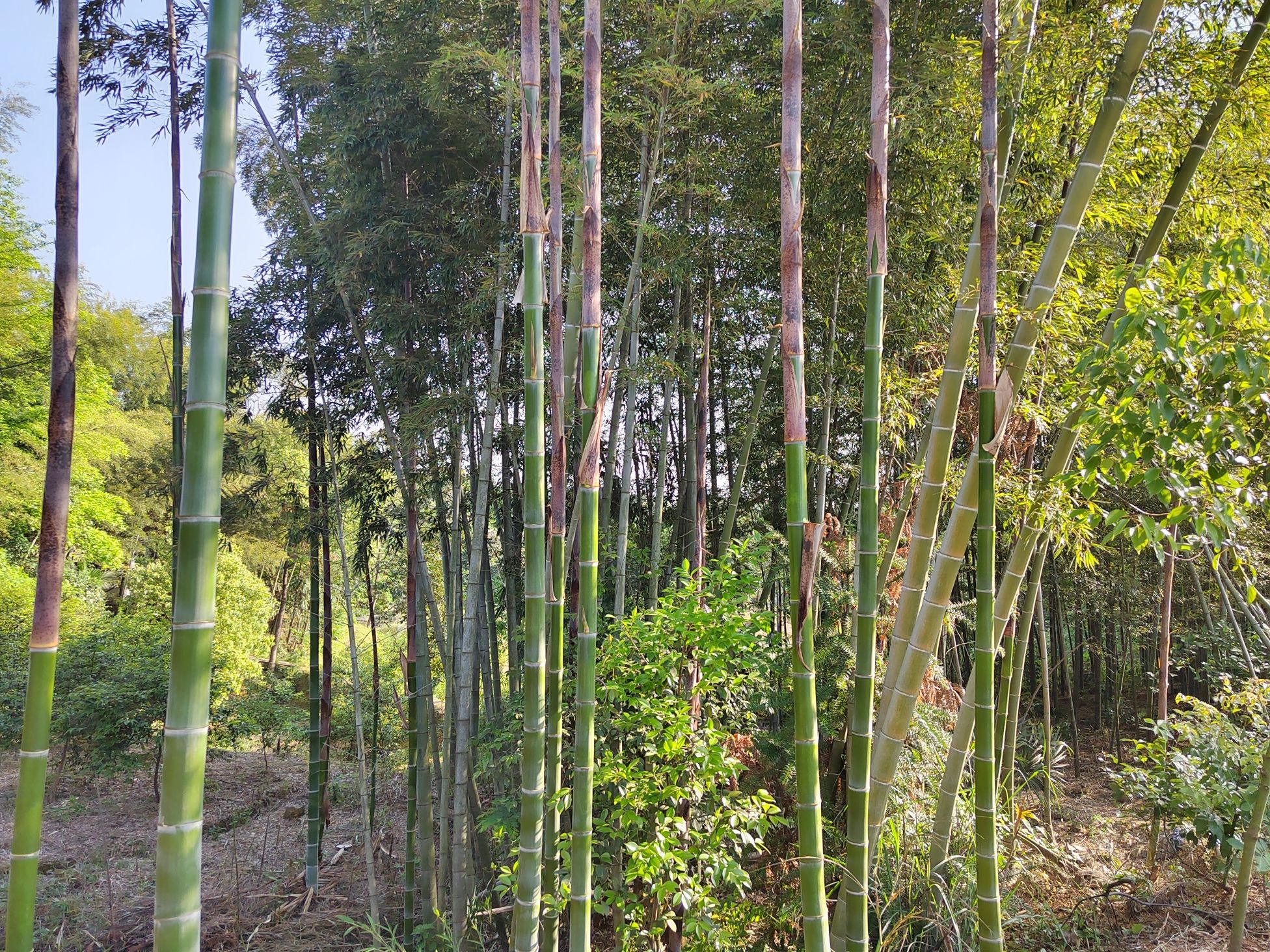 白泉森林公园旅行图片 2