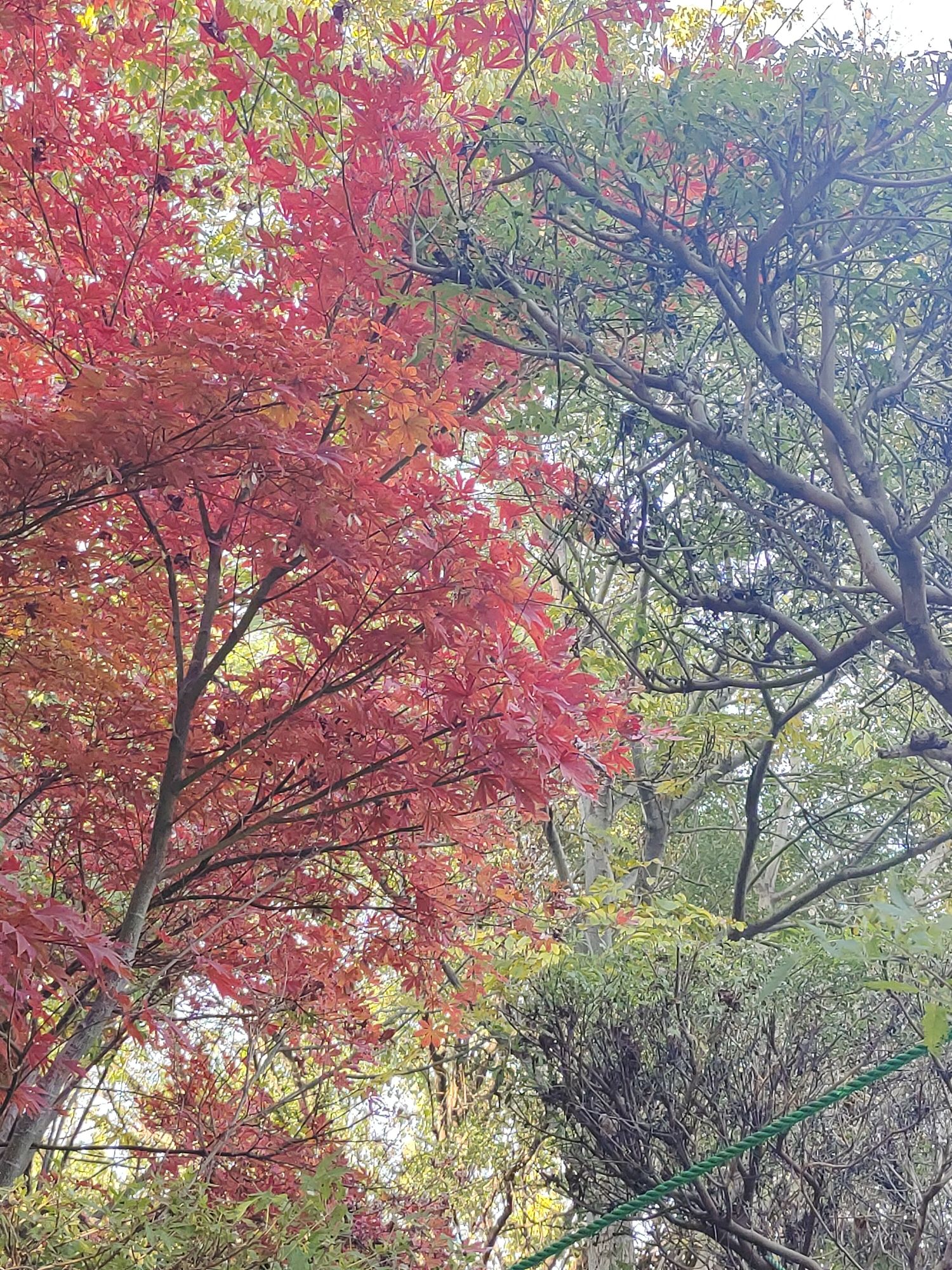 郑州植物园-彩叶园旅行图片 2