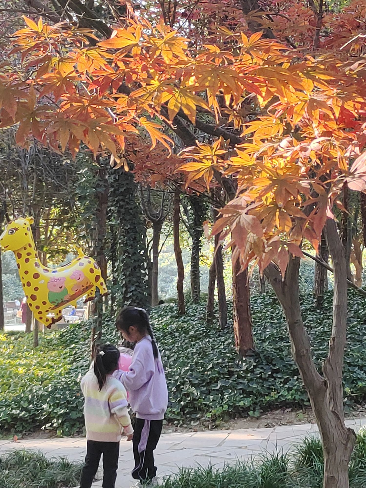 郑州植物园-彩叶园旅行图片 3