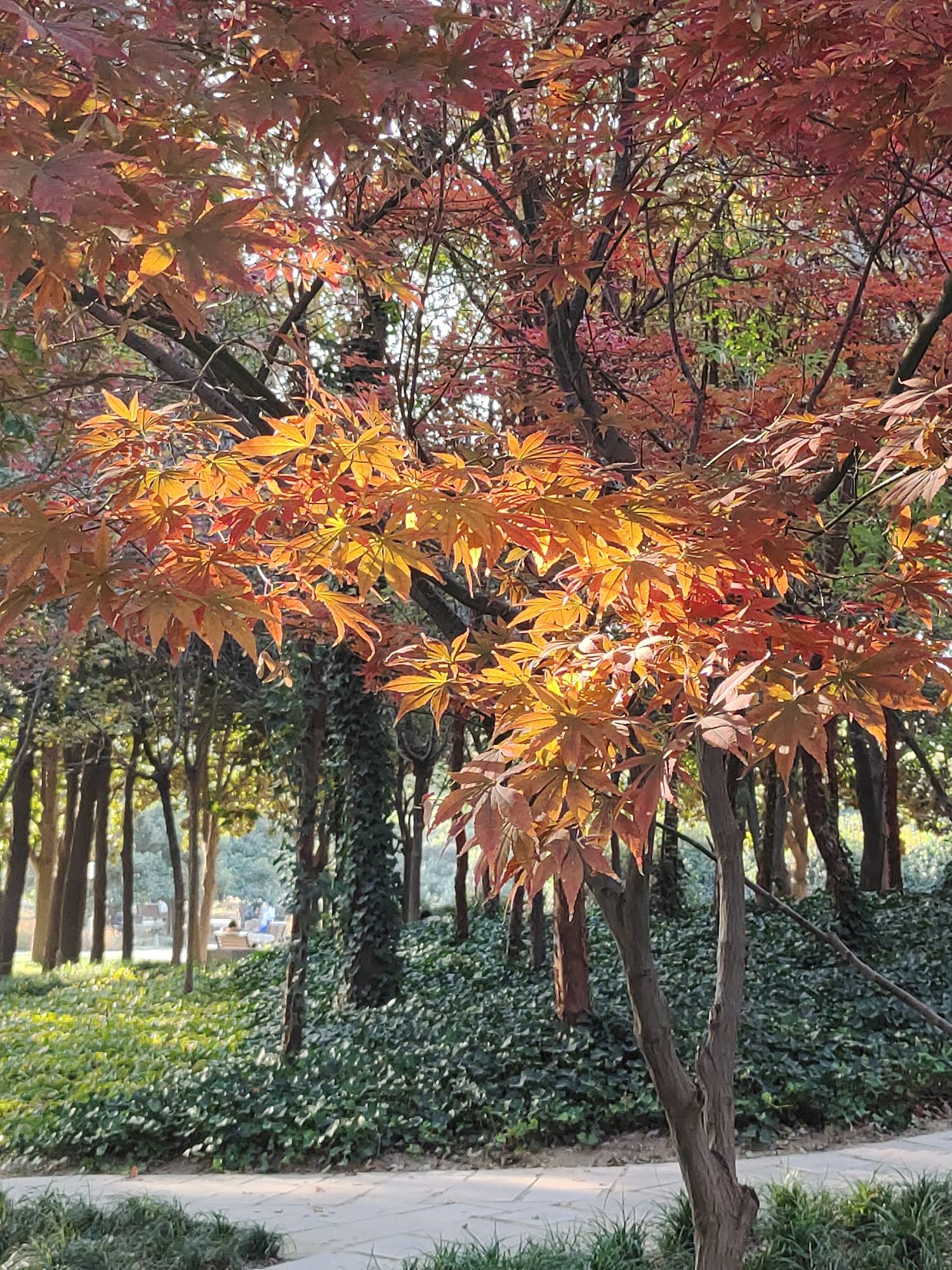 郑州植物园-彩叶园旅行图片