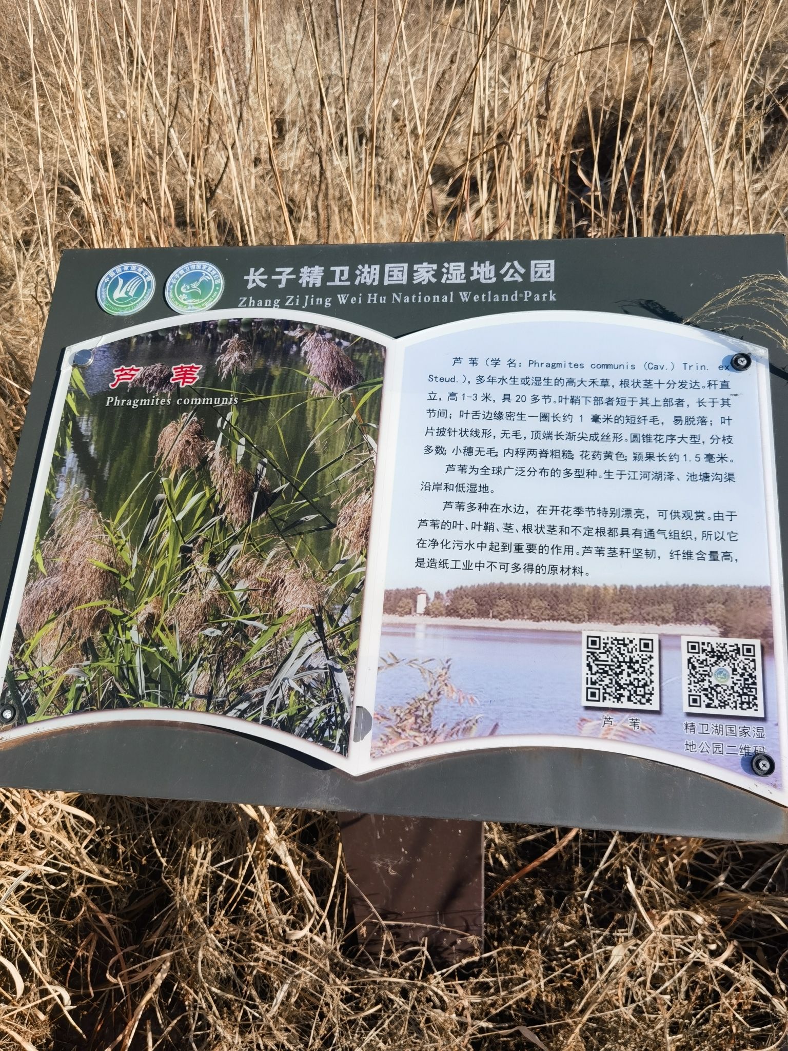 精卫湖国家湿地公园旅行图片 1