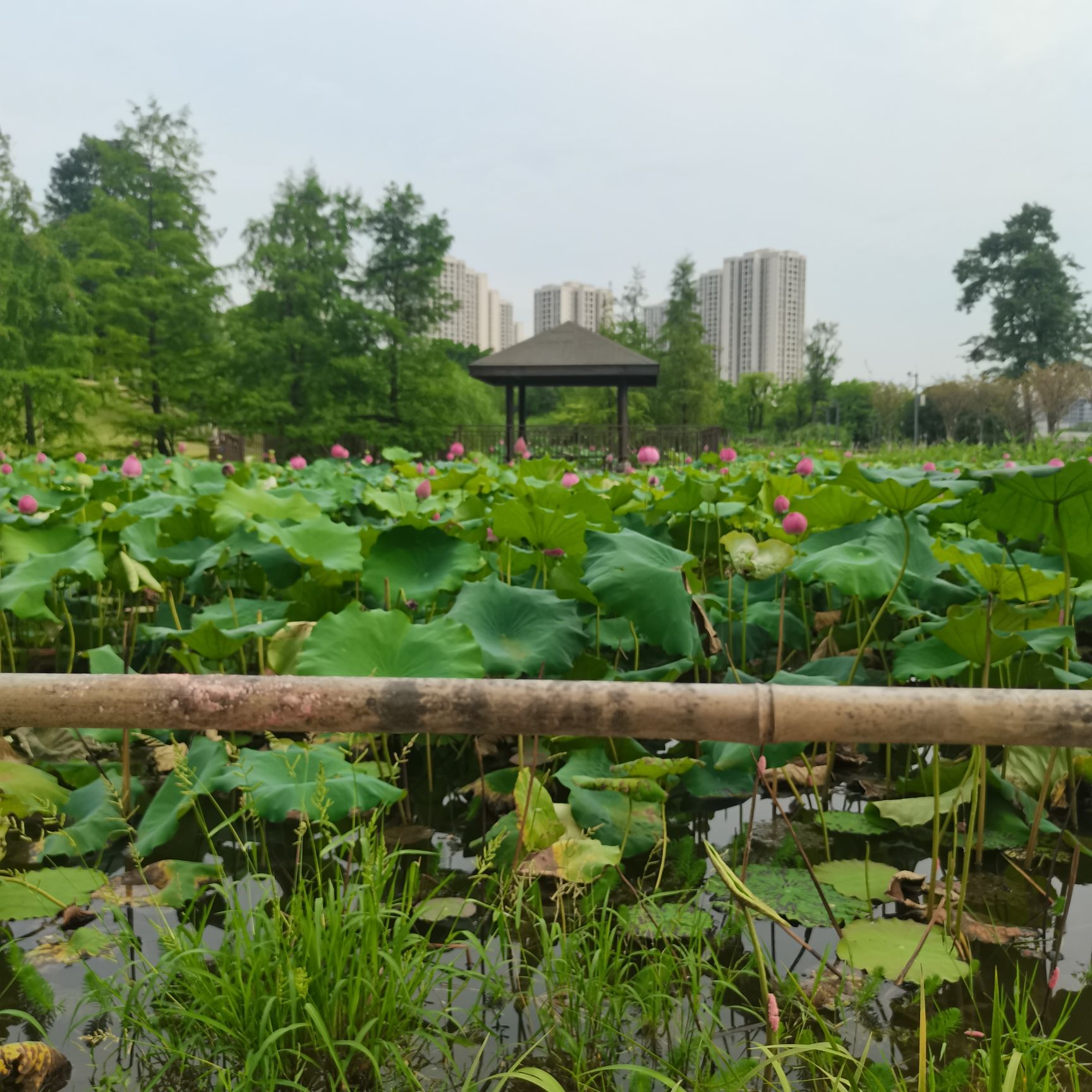 花房子湿地公园旅行图片 2