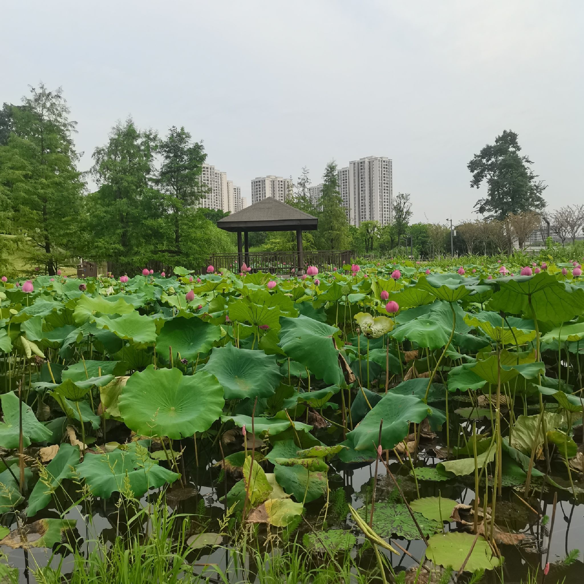花房子湿地公园旅行图片 1