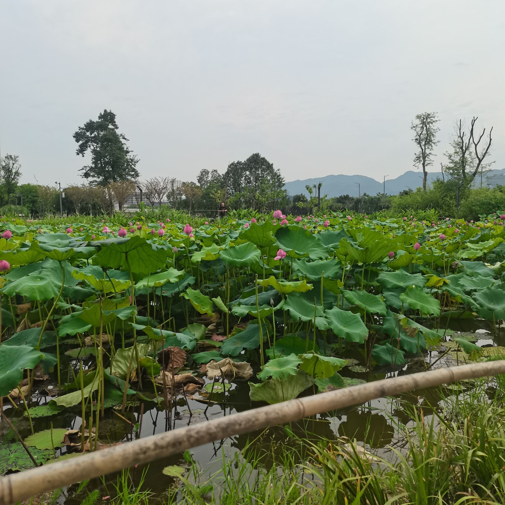 花房子湿地公园旅行图片 3
