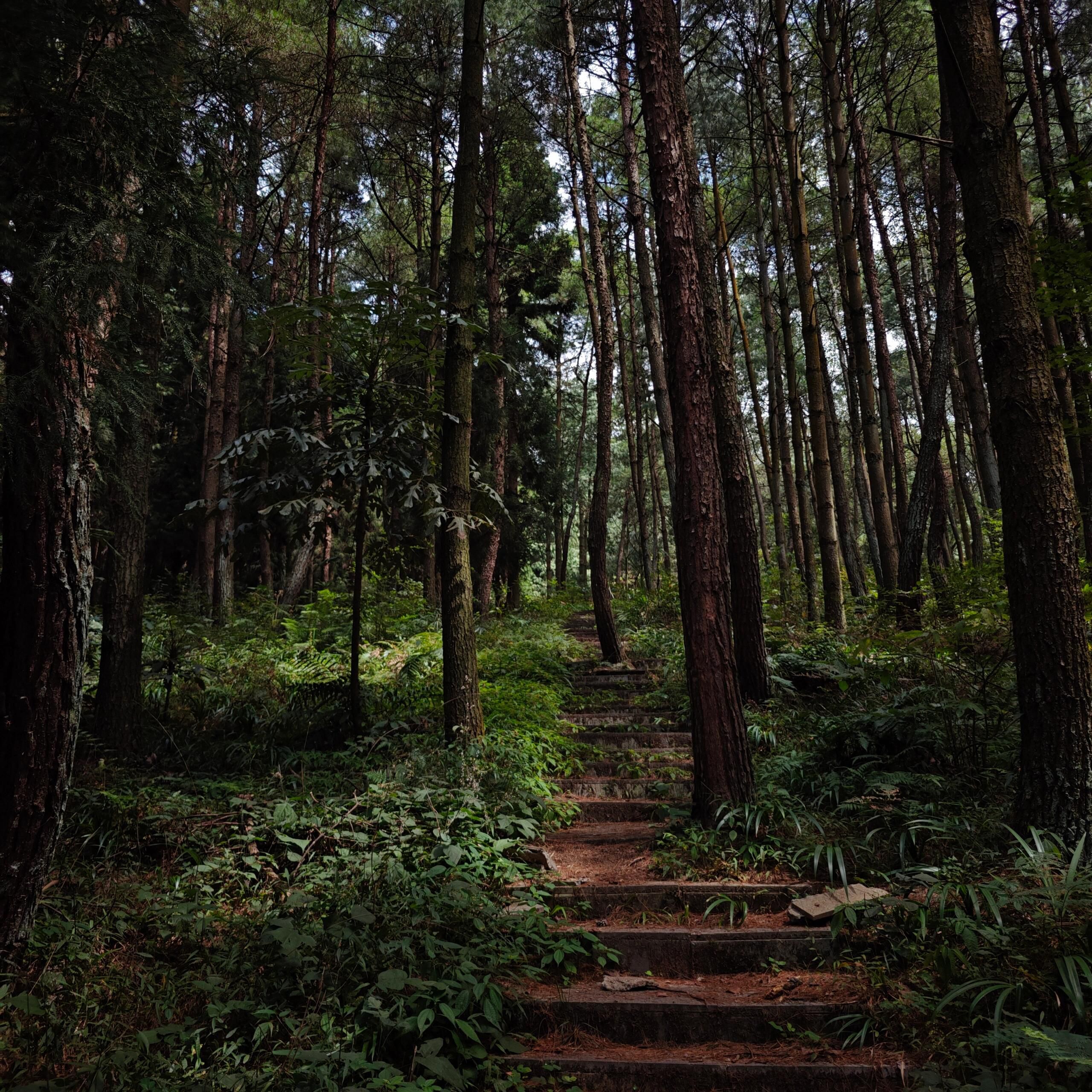 盘龙山森林公园旅行图片 2