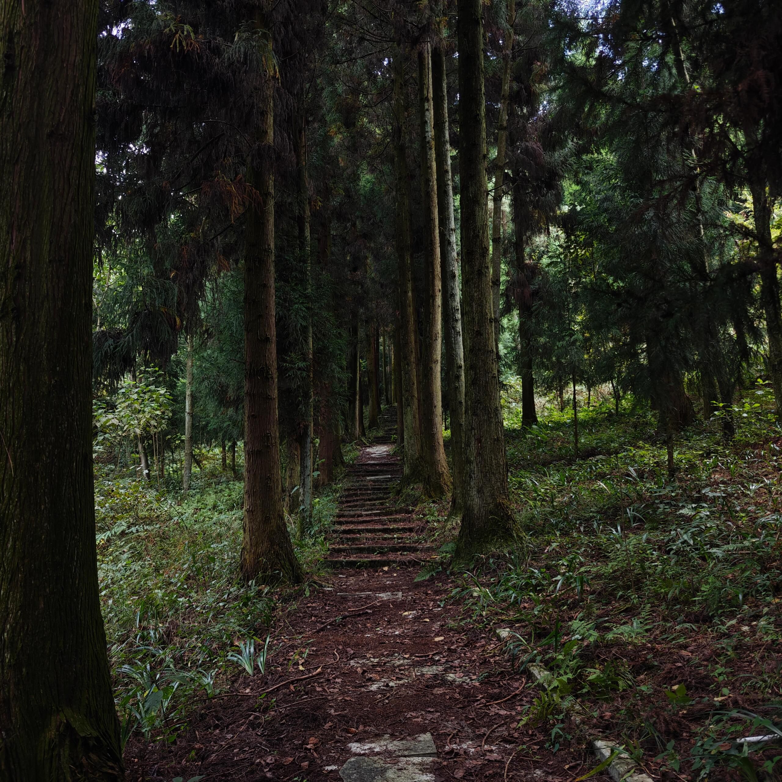 盘龙山森林公园旅行图片 1