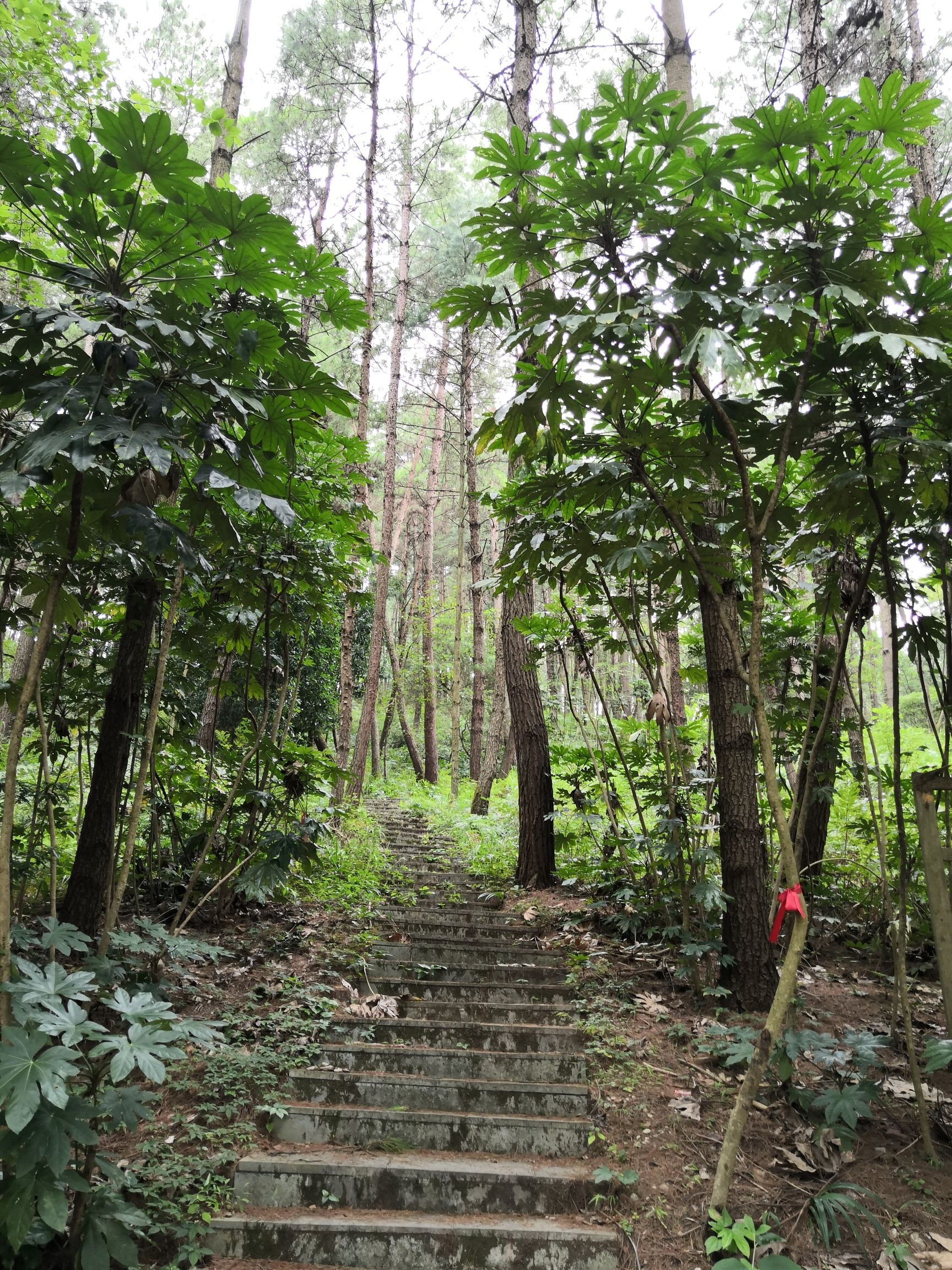 盘龙山森林公园旅行图片 2