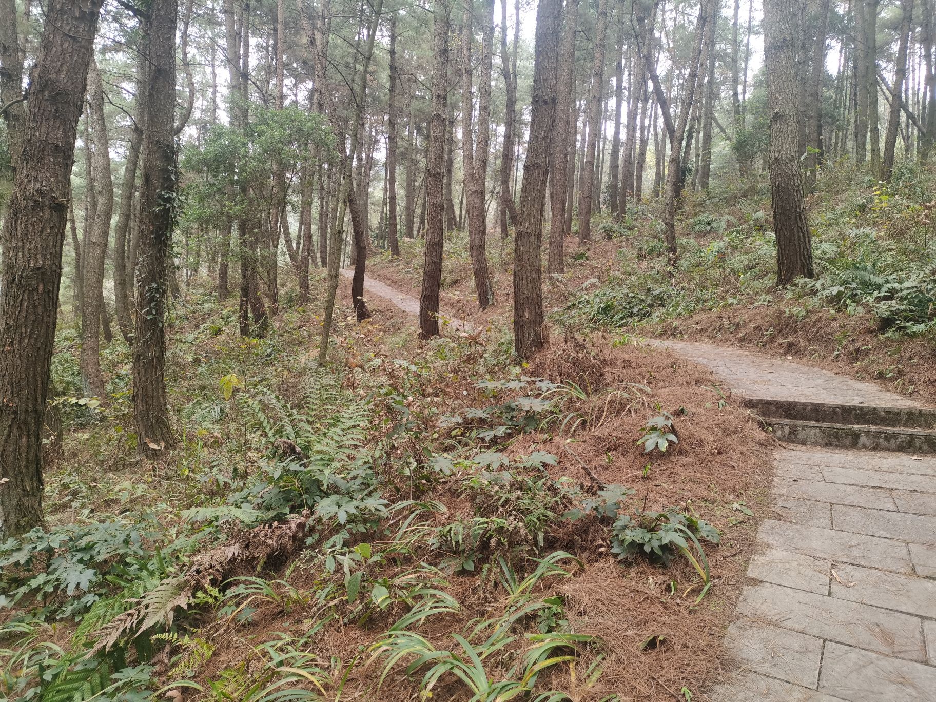 盘龙山森林公园旅行图片 2