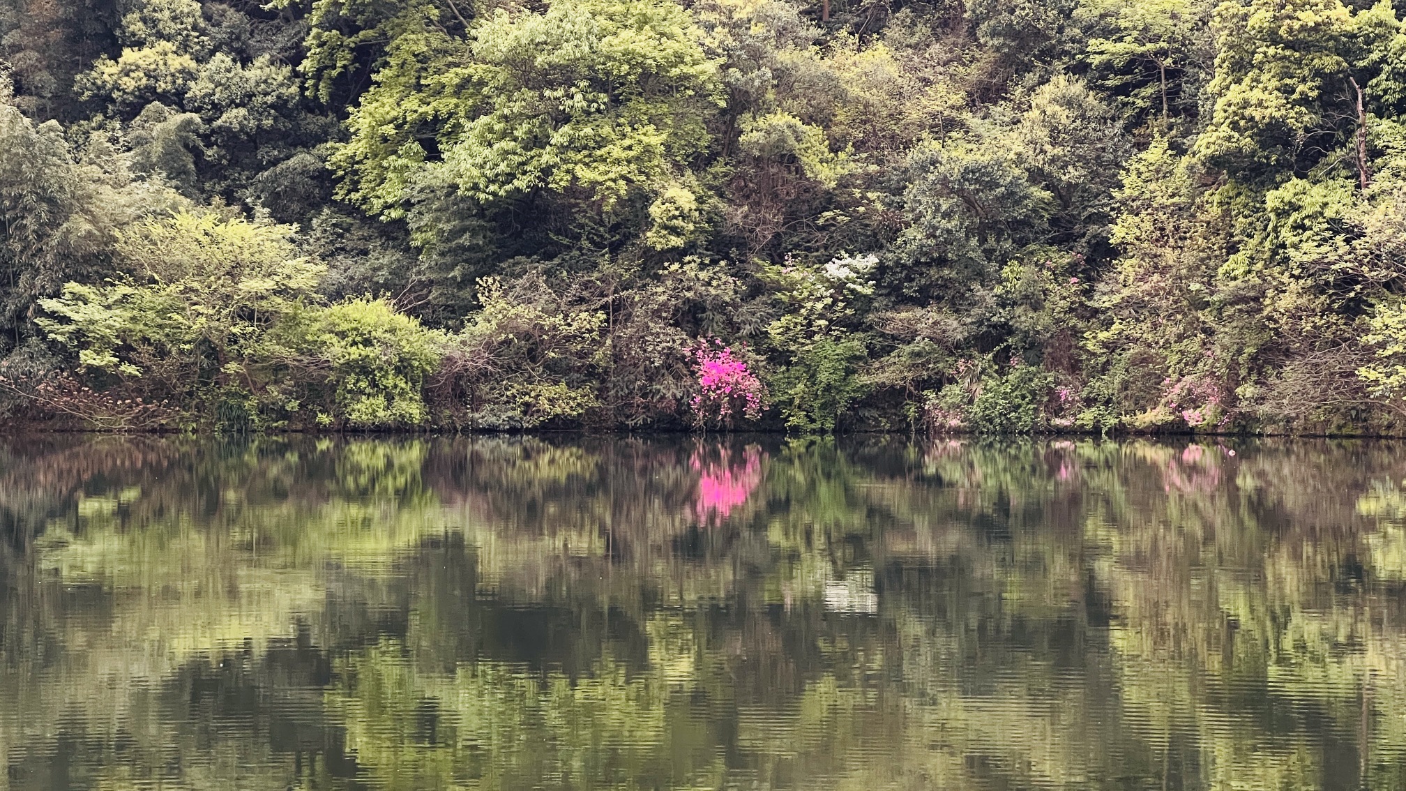 桐岭仙境旅行图片 2