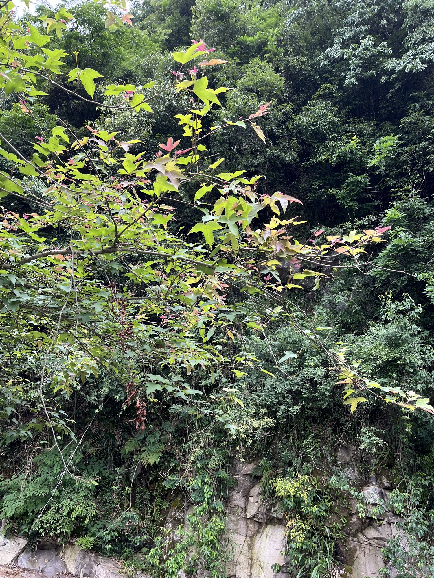 北山村云端天桥旅行图片 3