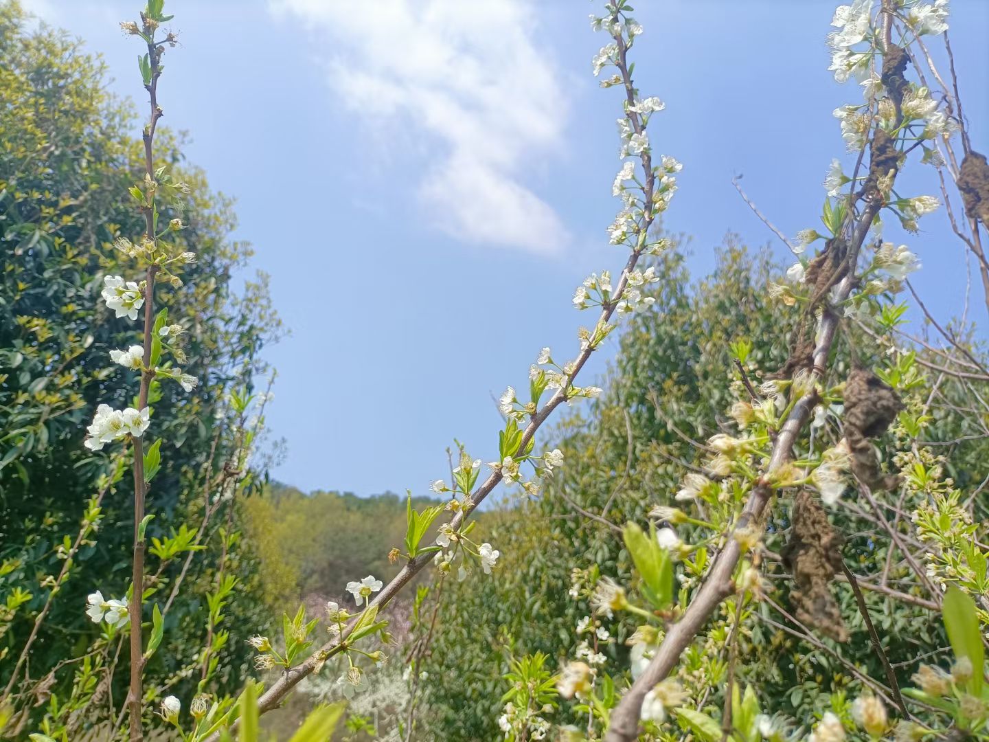 环山公园旅行图片 3