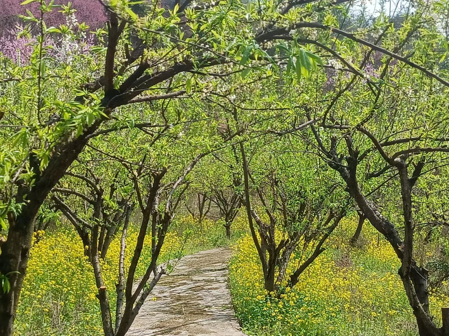 环山公园旅行图片 1