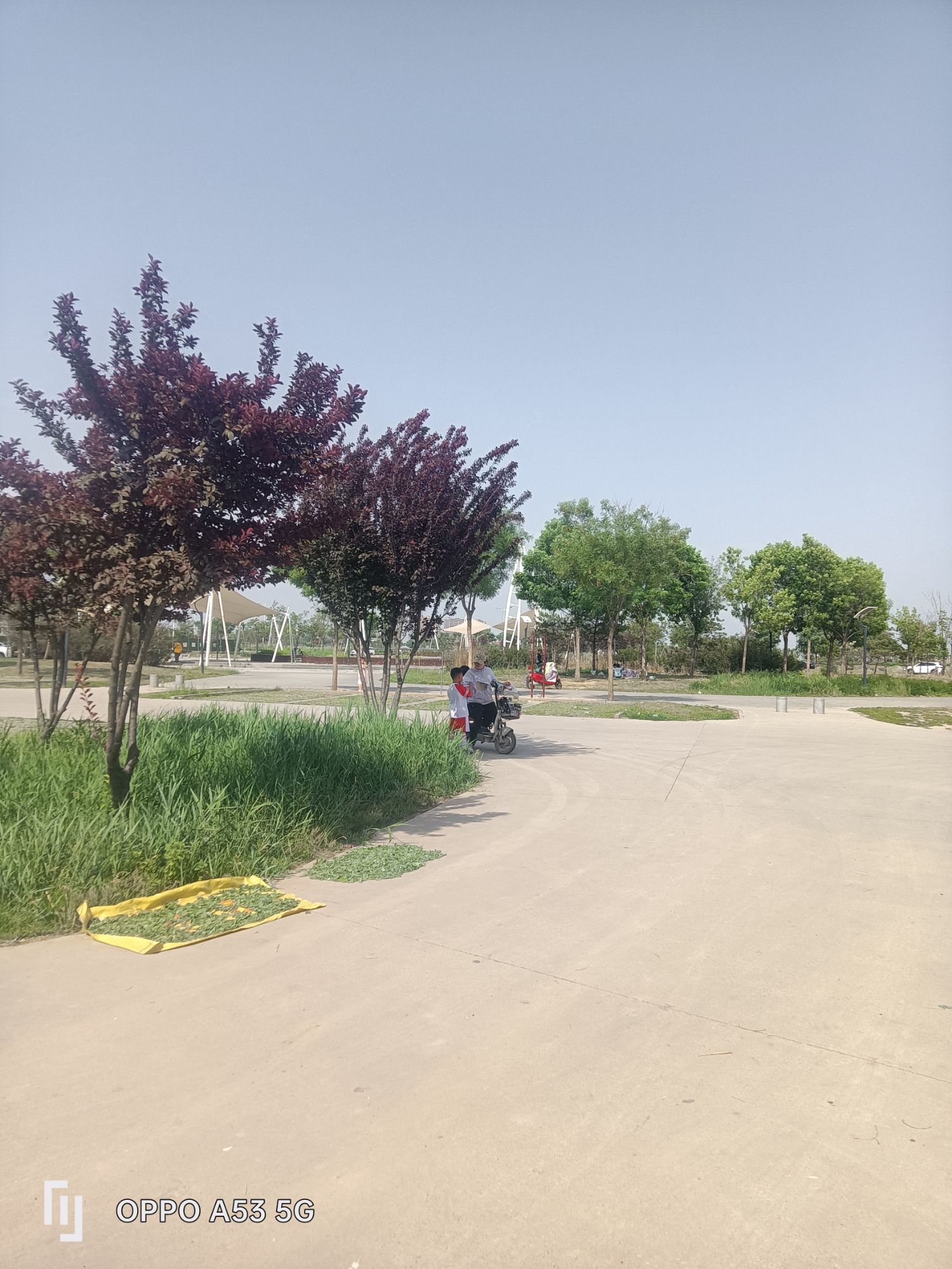 胜芳湿地公园旅行图片 1