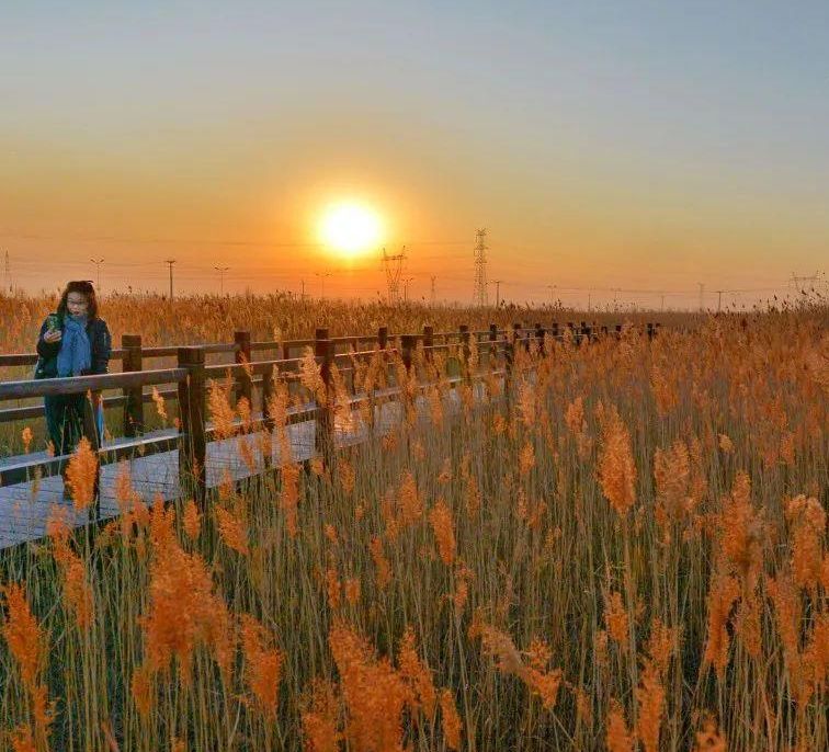 胜芳湿地公园旅行图片 1
