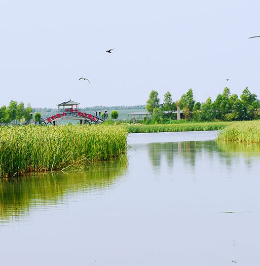 胜芳湿地公园旅行图片 3