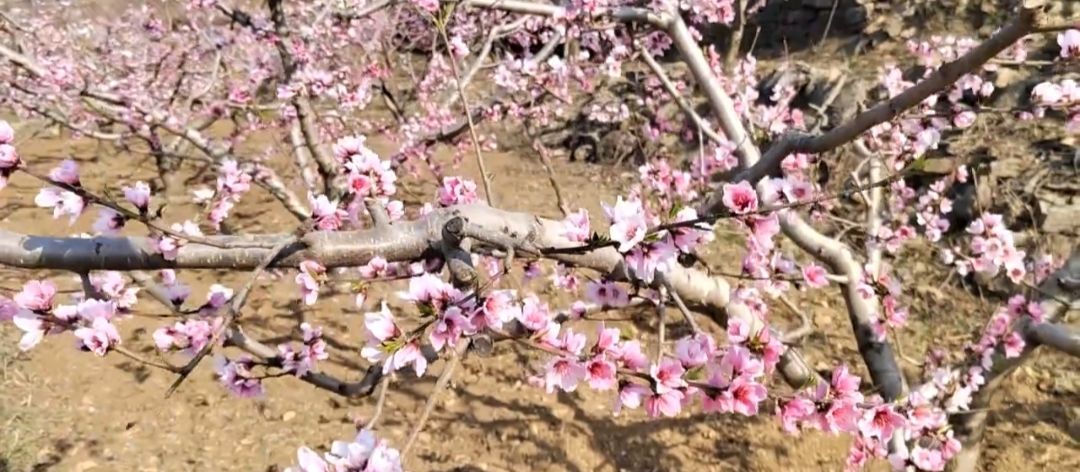 安丘辉渠桃花节主会场旅行图片 3