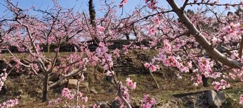 安丘辉渠桃花节主会场旅行图片 1