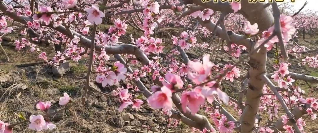 安丘辉渠桃花节主会场旅行图片 2