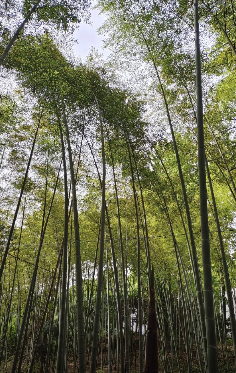 湘潭植物园旅行图片 1