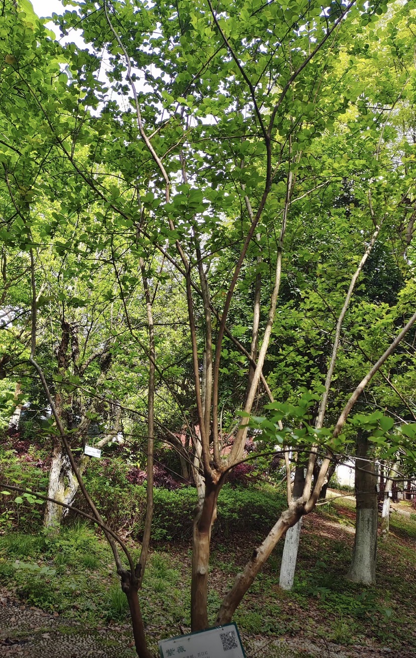 湘潭植物园旅行图片 2