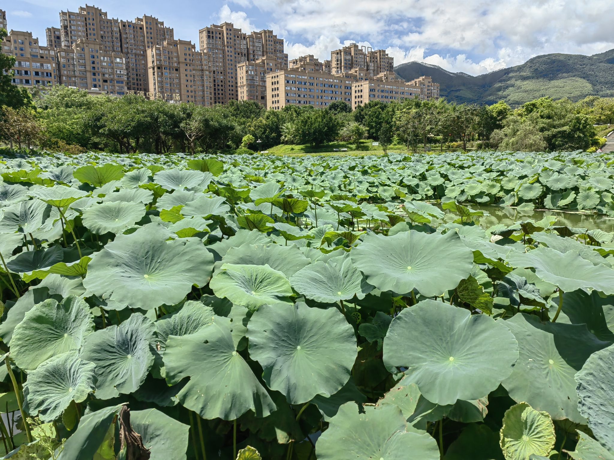 云霄县市民公园旅行图片 3