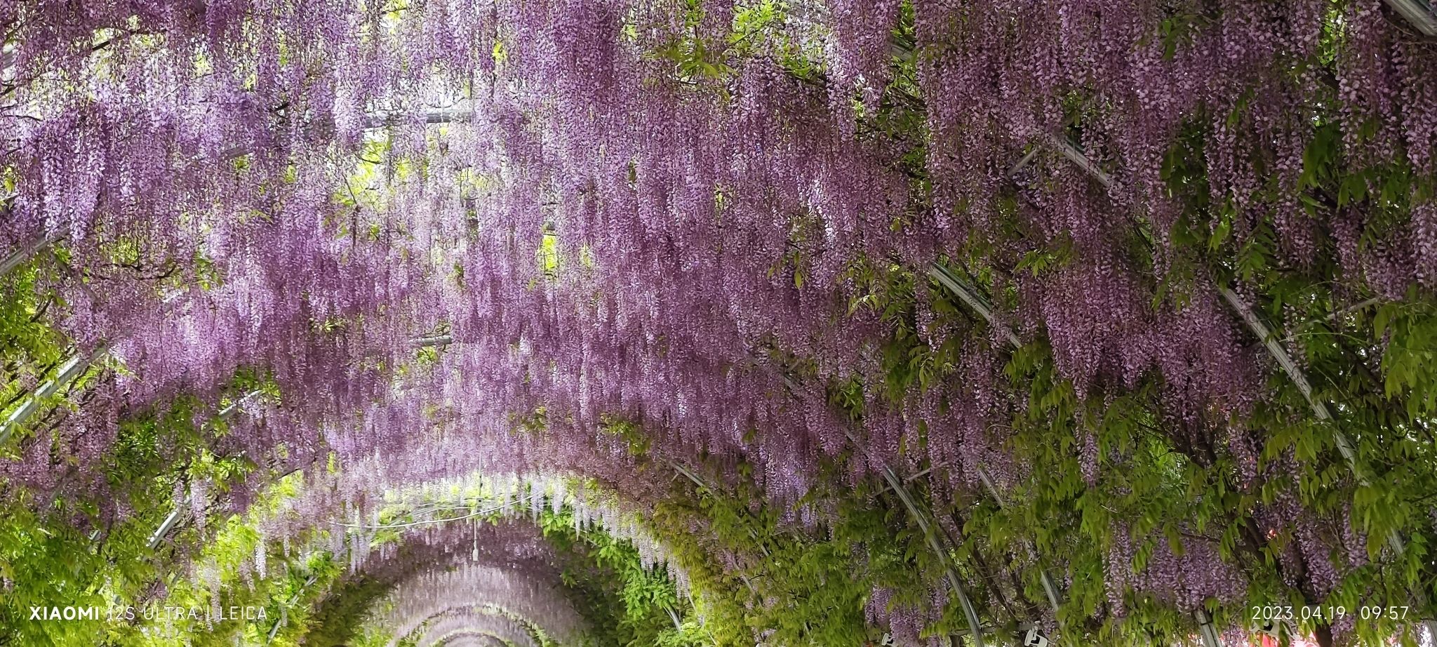 马陵山风景名胜区-紫藤文化长廊