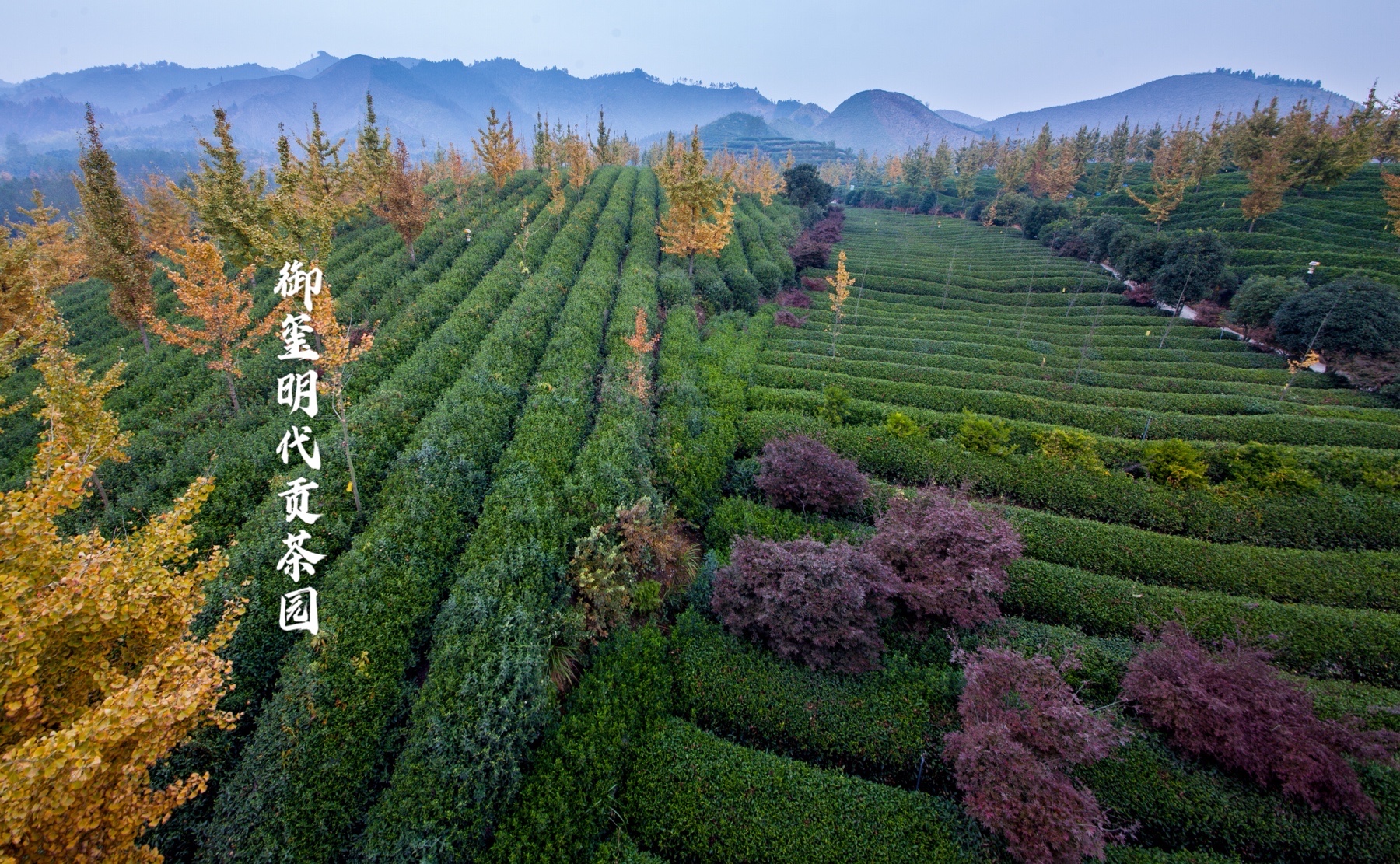 御玺开化龙顶明代贡茶园