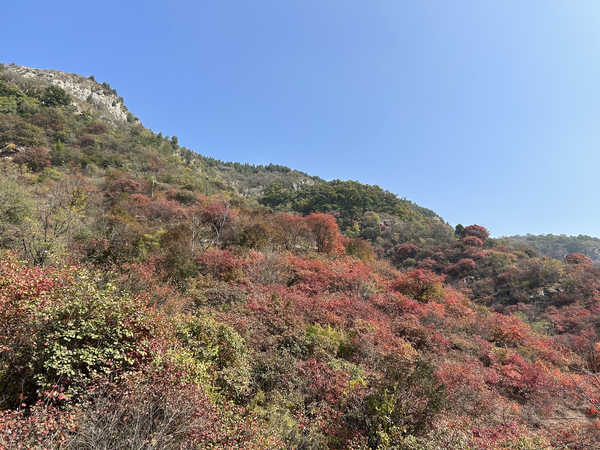 蒙山龙头崮红叶谷旅行图片 3