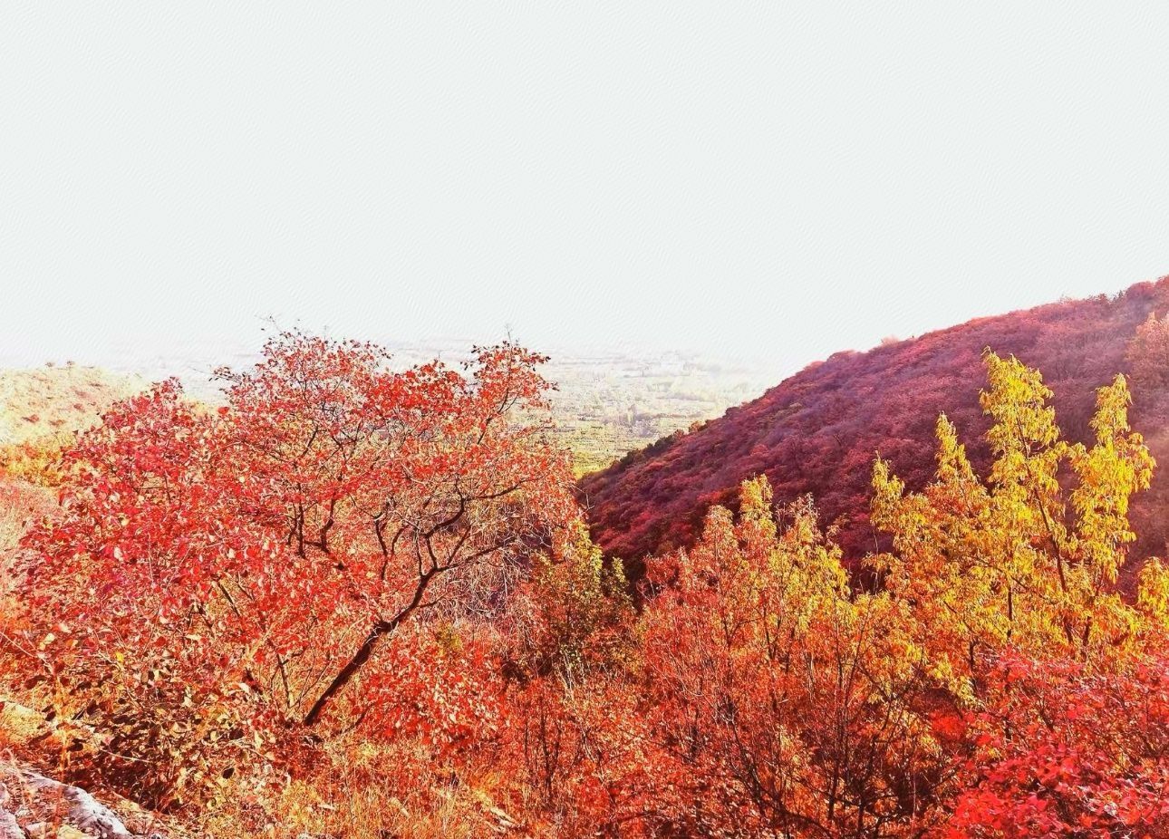 蒙山龙头崮红叶谷旅行图片 1