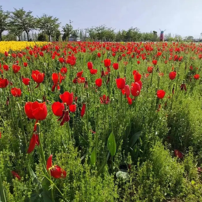 恋花湾(暂停开放)旅行图片 2