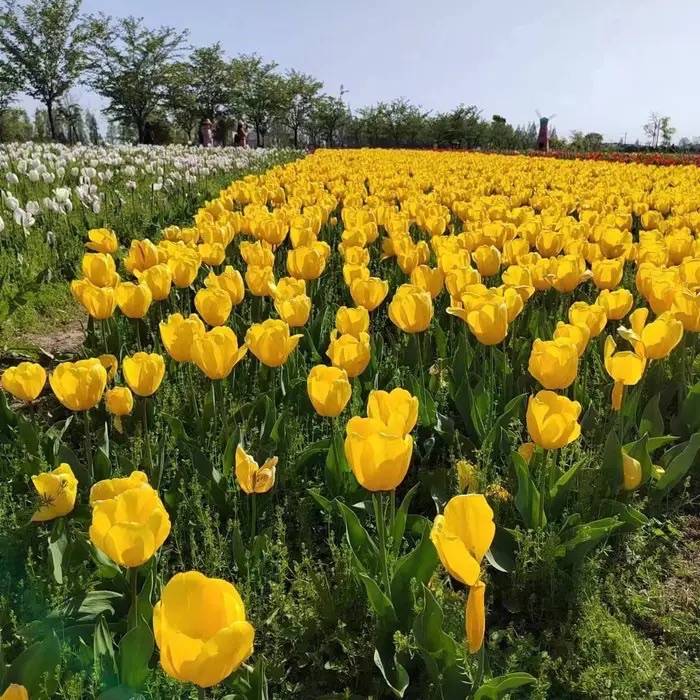 恋花湾(暂停开放)旅行图片 3