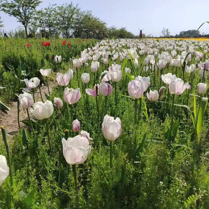恋花湾(暂停开放)旅行图片 1