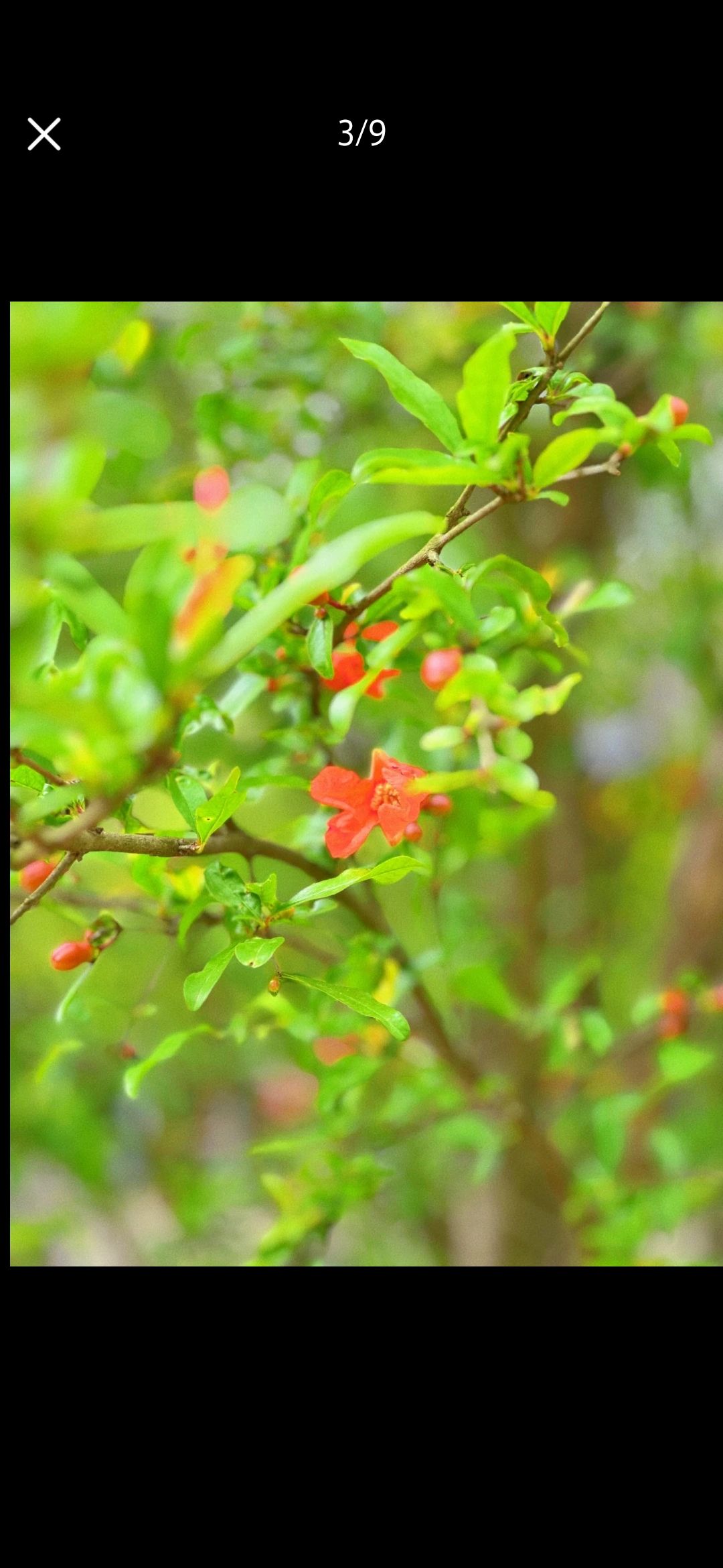 恋花湾(暂停开放)旅行图片 3