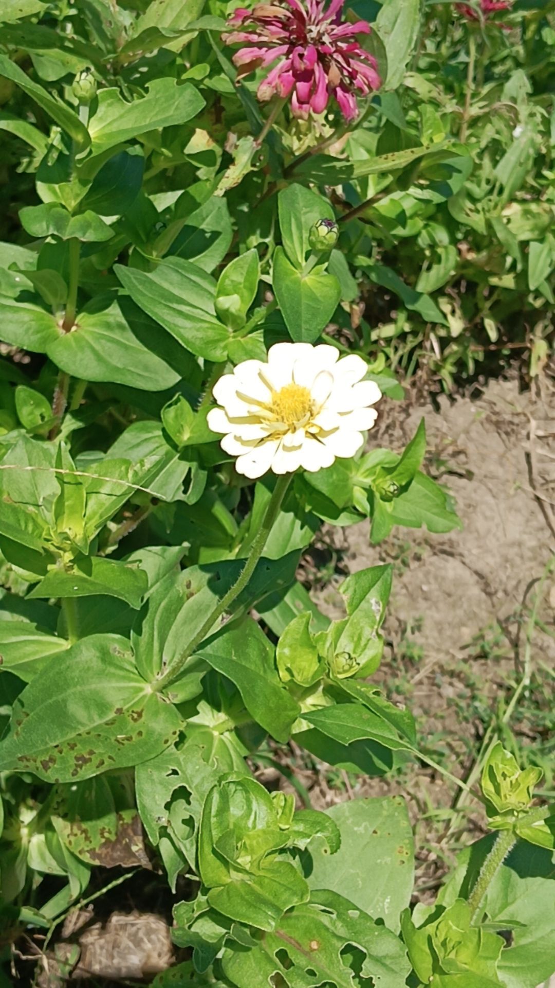 恋花湾(暂停开放)旅行图片 1