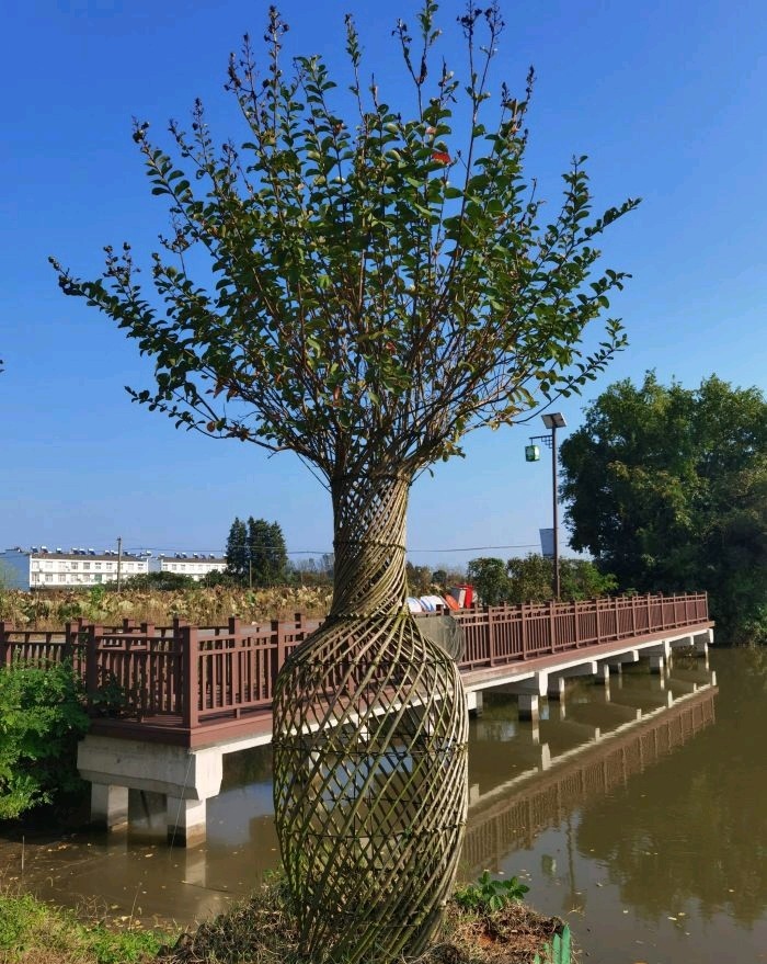 恋花湾(暂停开放)旅行图片 2
