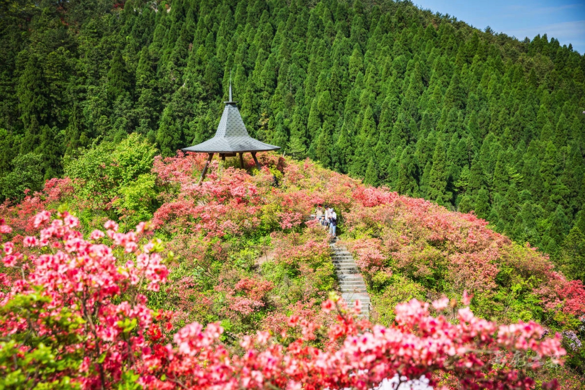 浙中杜鹃谷旅行图片 1