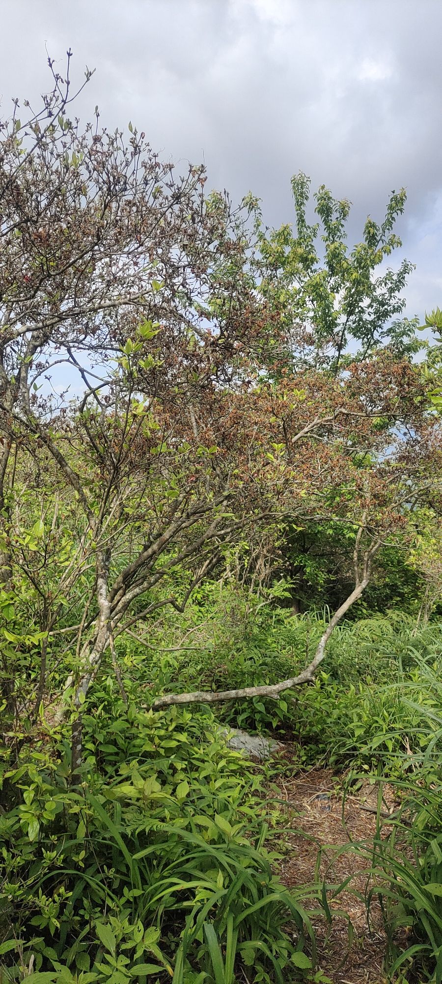 浙中杜鹃谷旅行图片 3