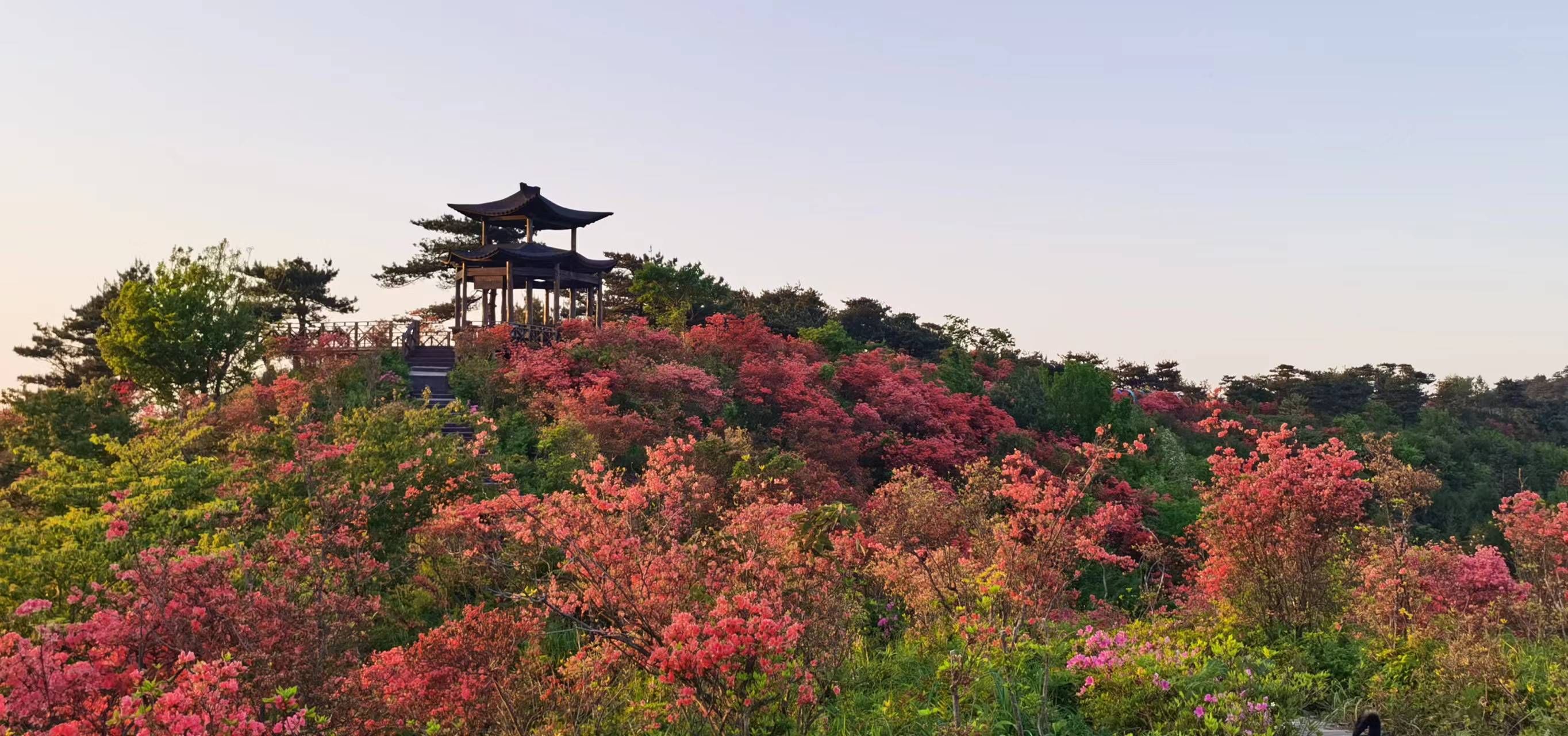 浙中杜鹃谷旅行图片 1