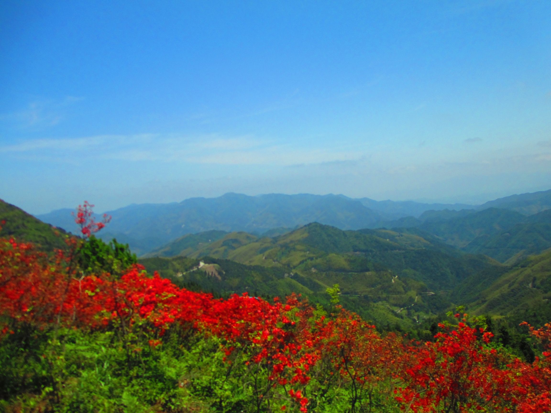 浙中杜鹃谷旅行图片 2