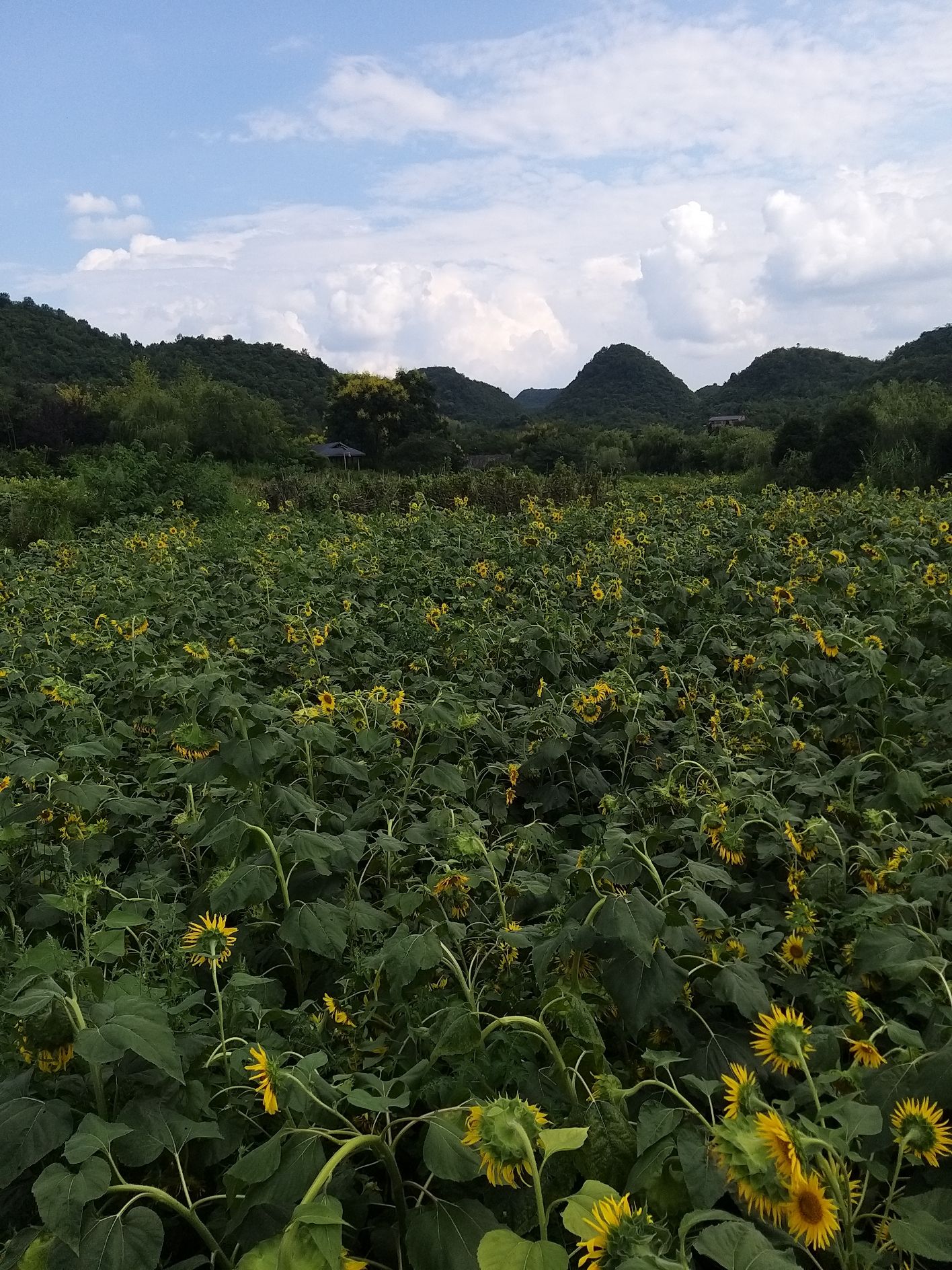 百荷争艳旅行图片 3