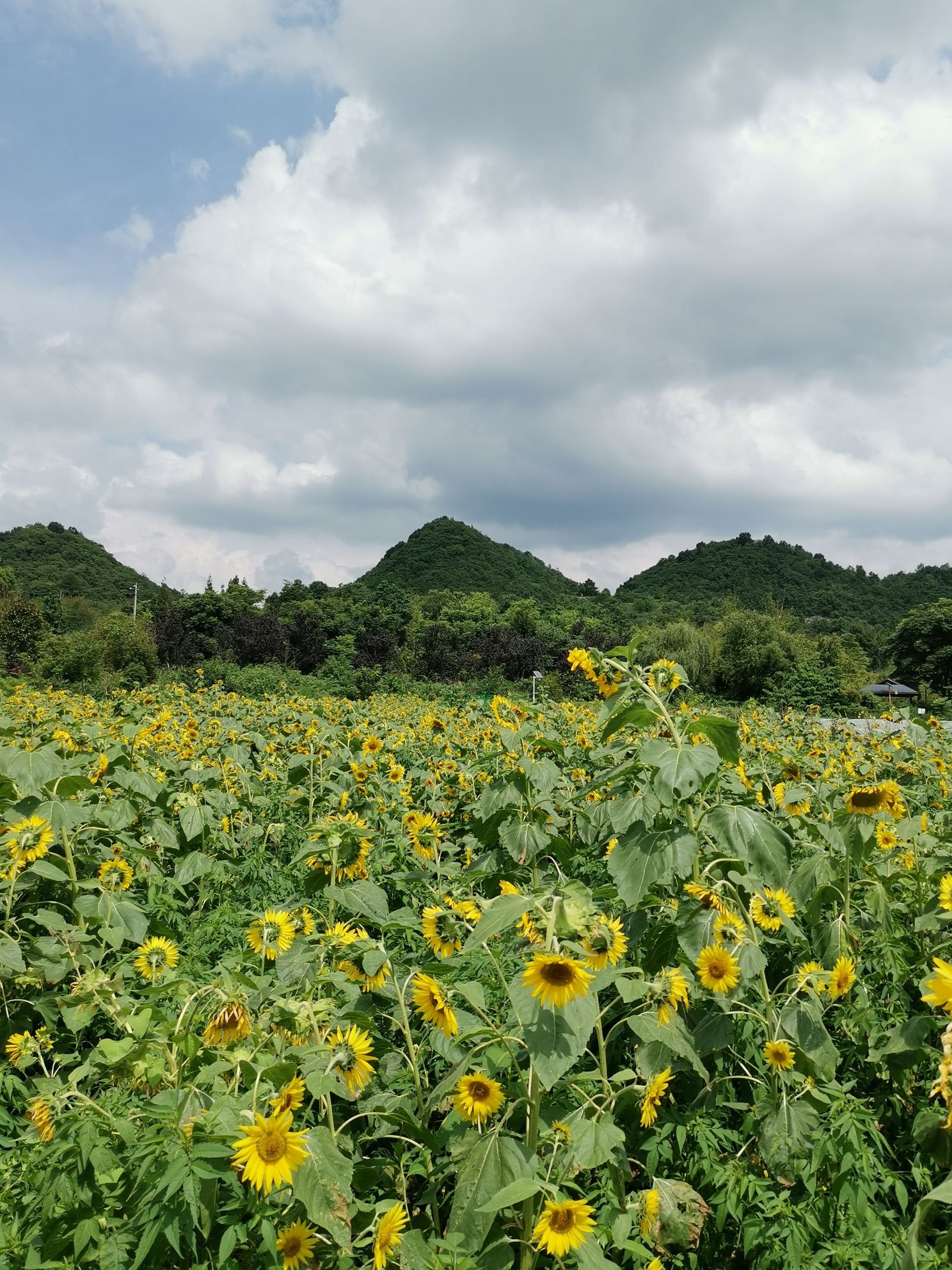 百荷争艳旅行图片 3