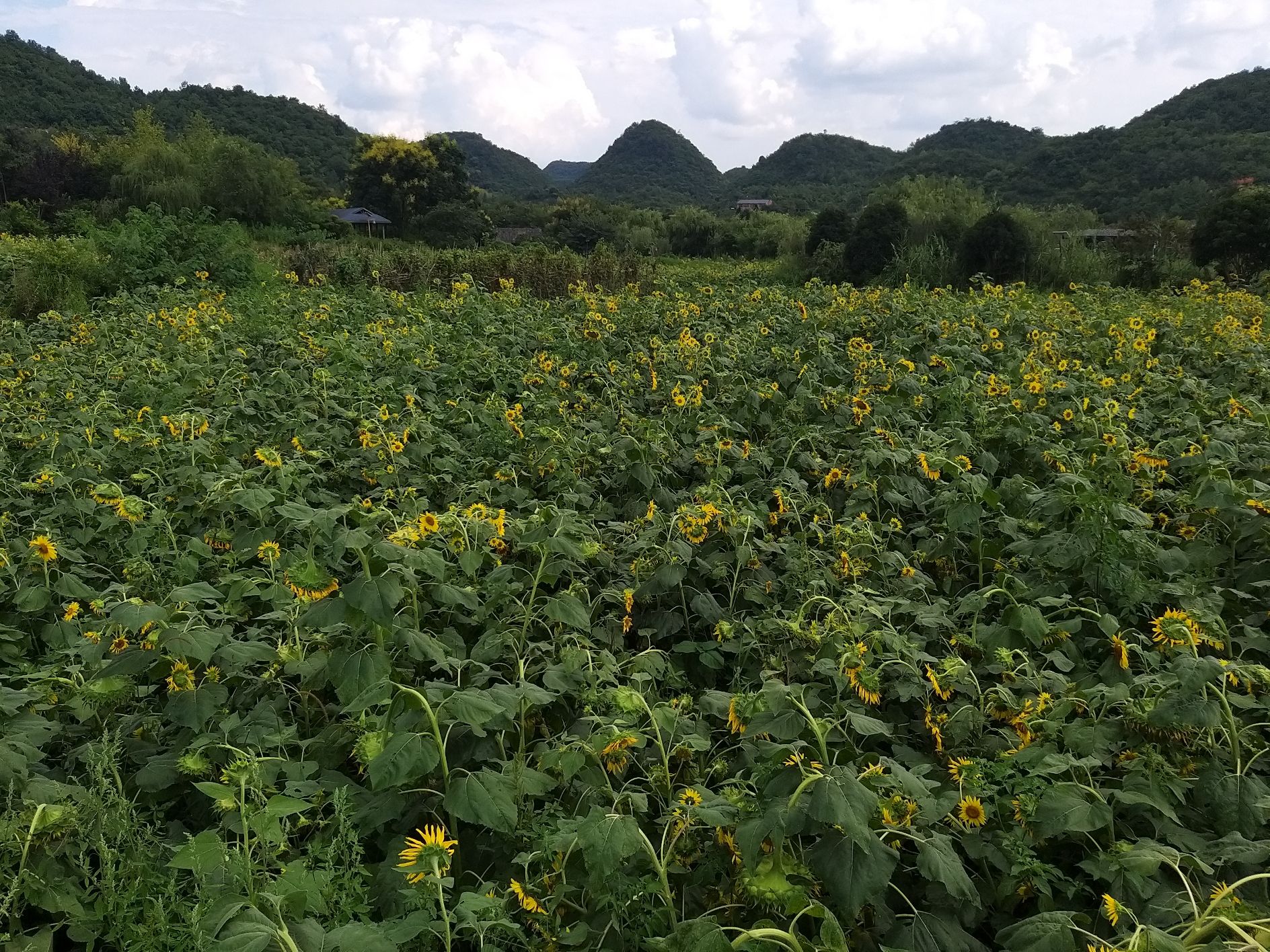 百荷争艳旅行图片 2