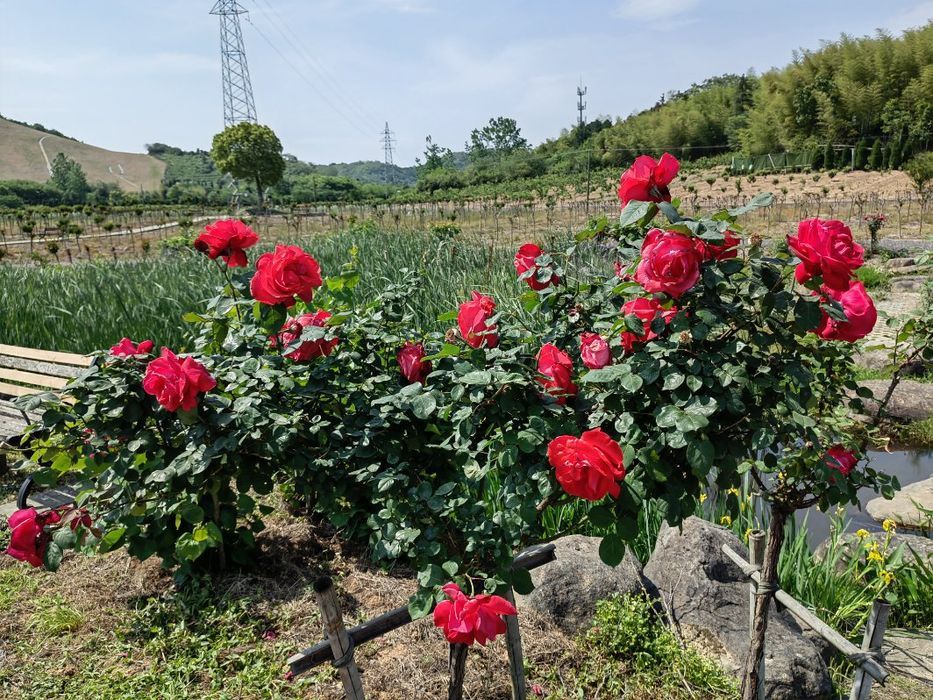 龙潭花谷旅行图片 2