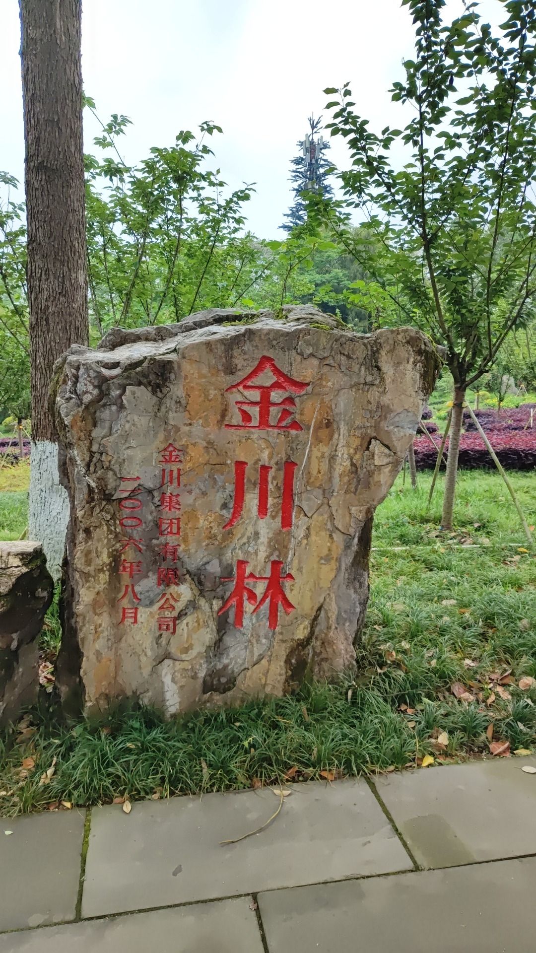 金川林