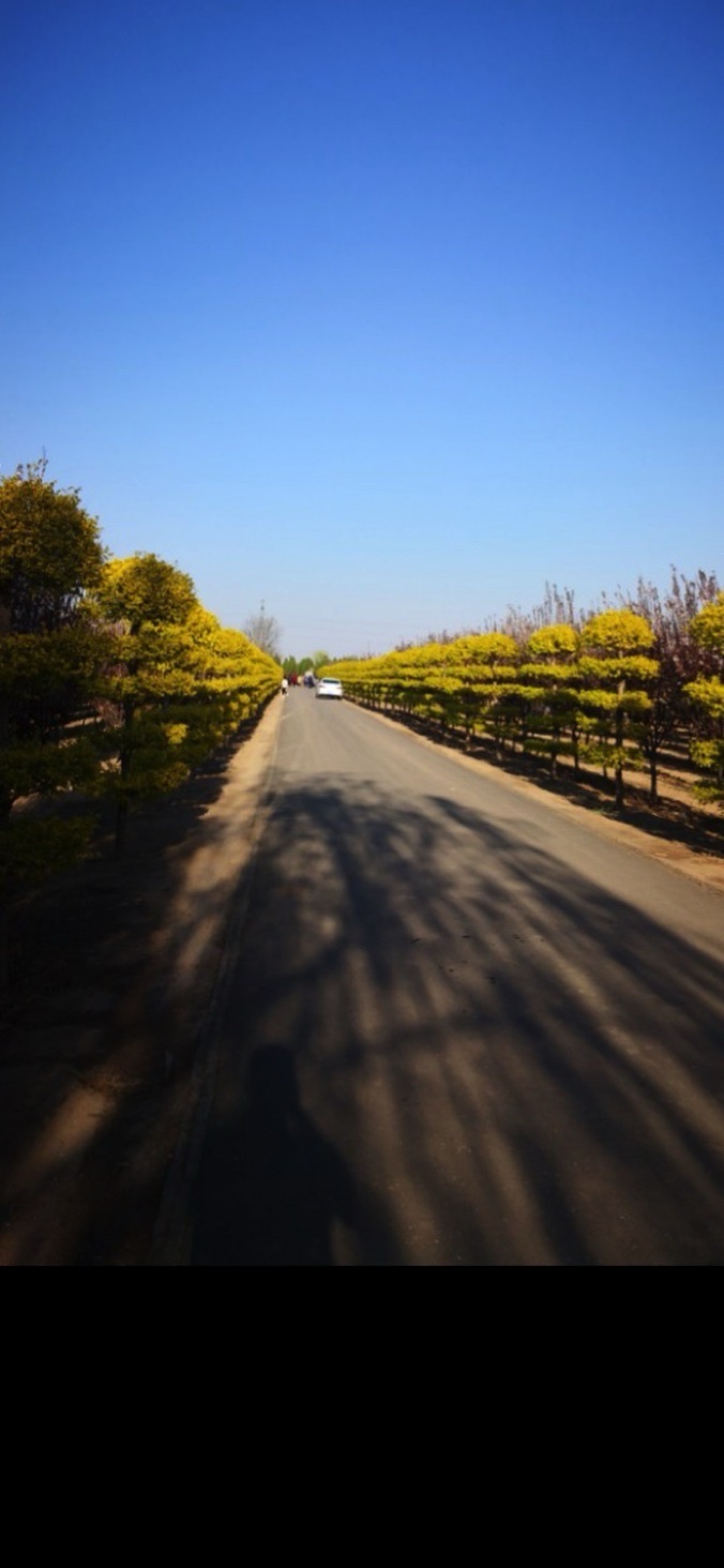 青县森林公园旅行图片 1