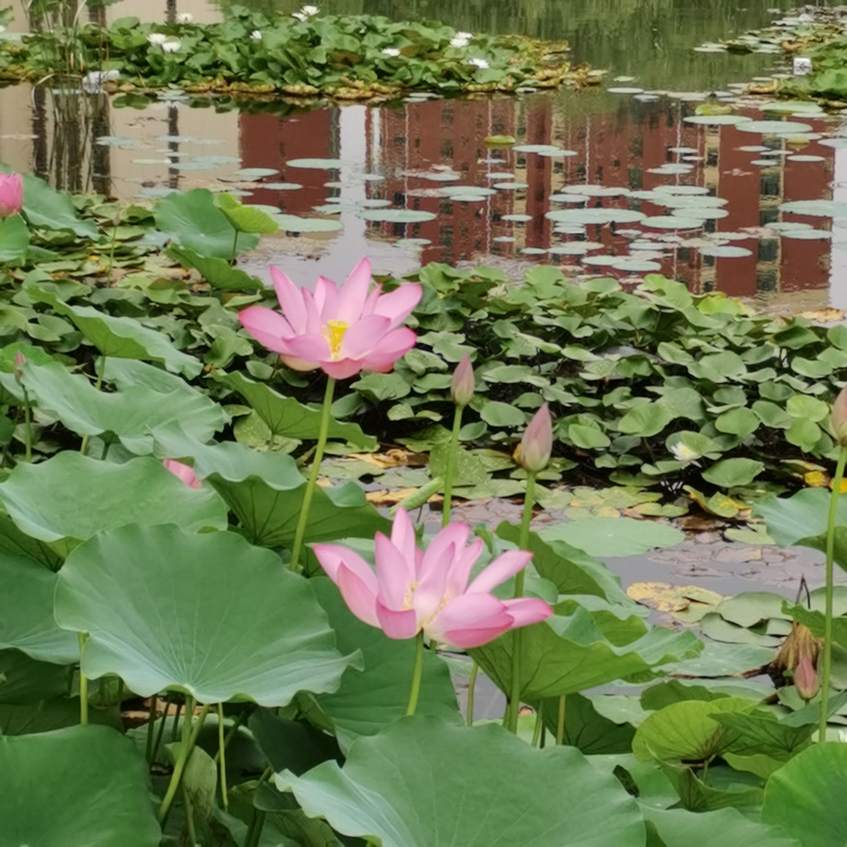 元氏公园旅行图片 2