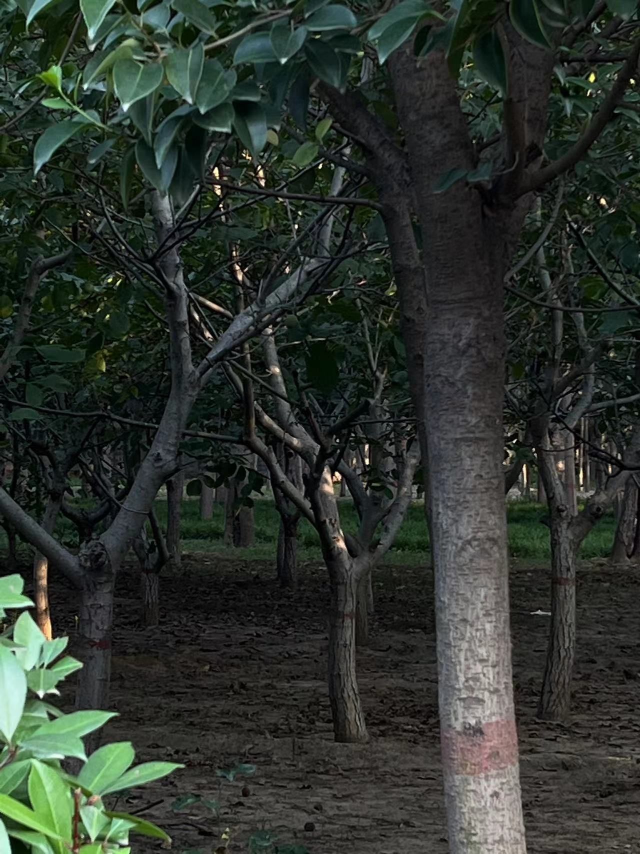 生态植物公园旅行图片 1